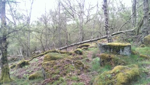 Woods near Froggatt